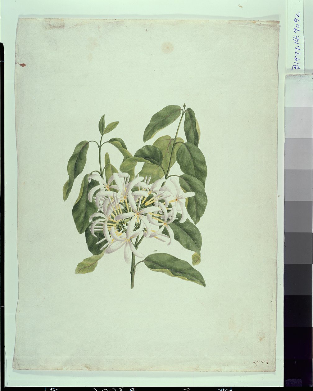 Taberne Montana (Blätter und Blumen) von James Bruce