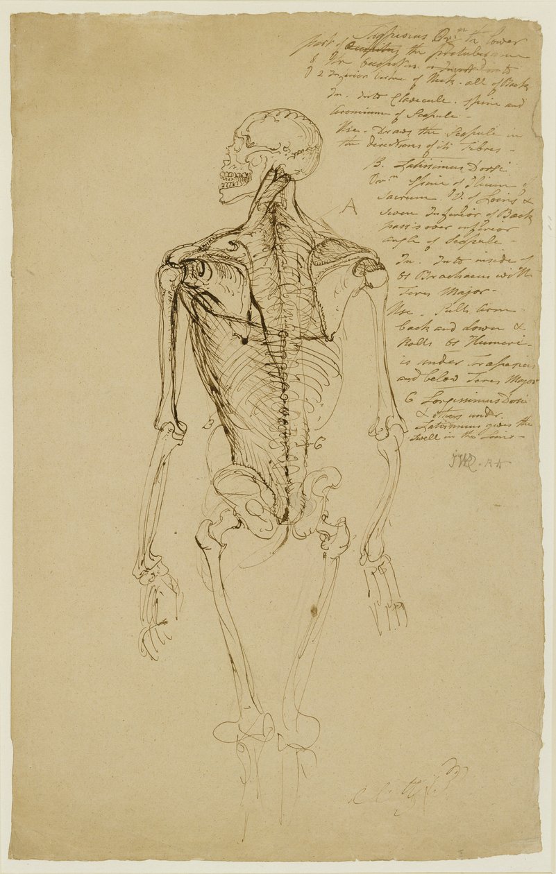 Zeichnung eines menschlichen Skeletts (braune Feder und Tinte auf Papier) von James Ward