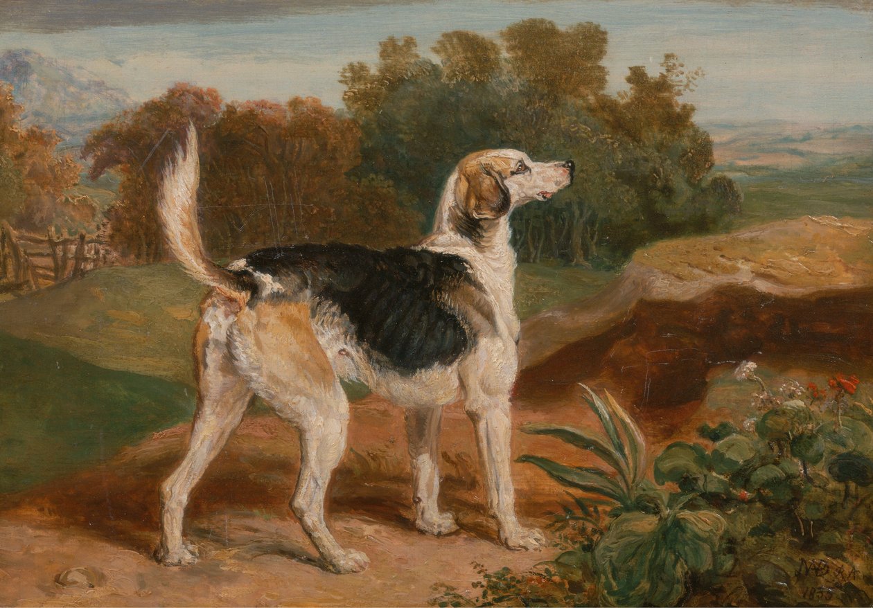 Ravager, einer der Lambton-Hunde von James Ward