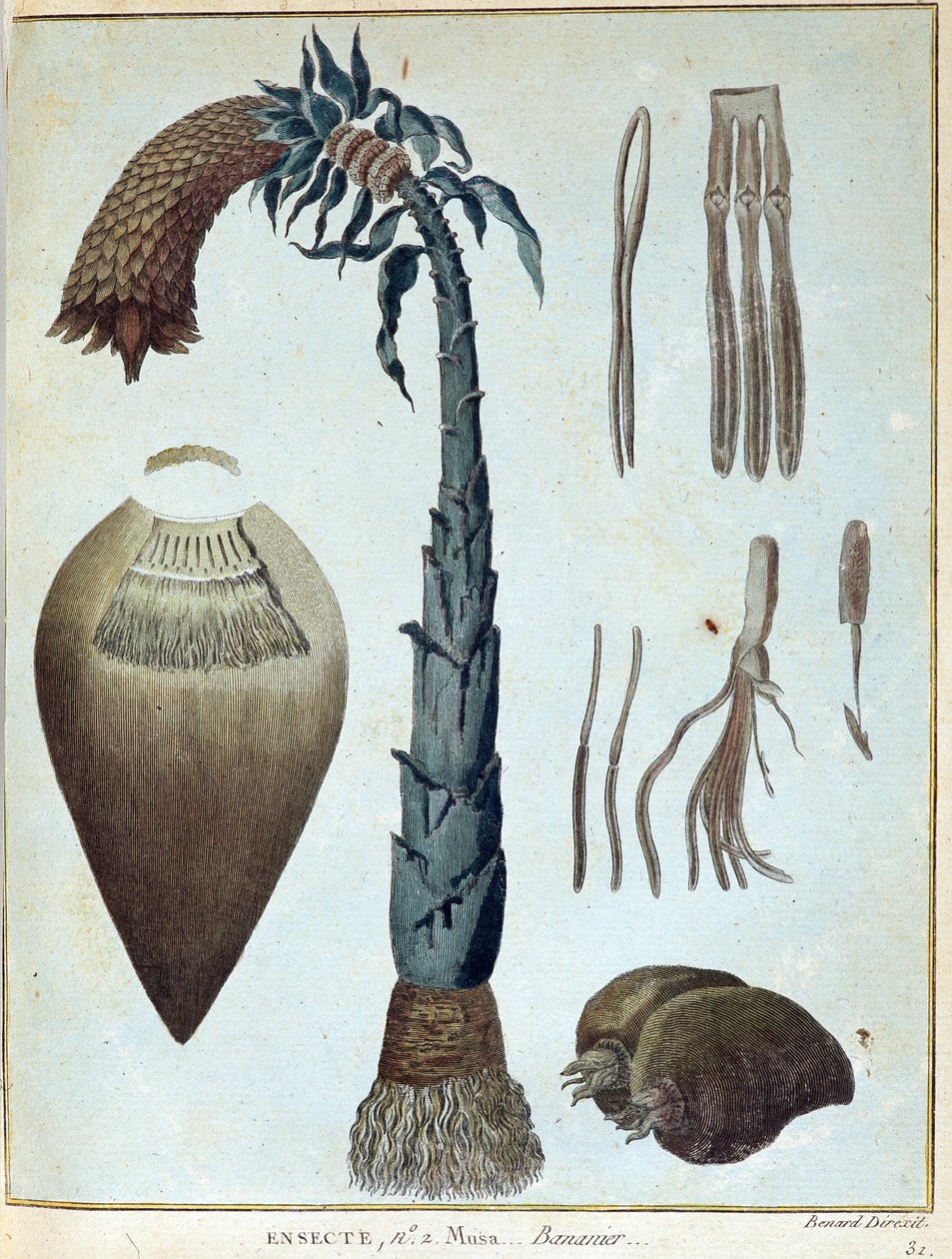 Banane - in „Reise nach Nubien und Abessinien unternommen, um die Quellen des Nils zu entdecken, in den Jahren 1768 bis 1772“, von James Bruce, Bd. 1, Paris von James Bruce