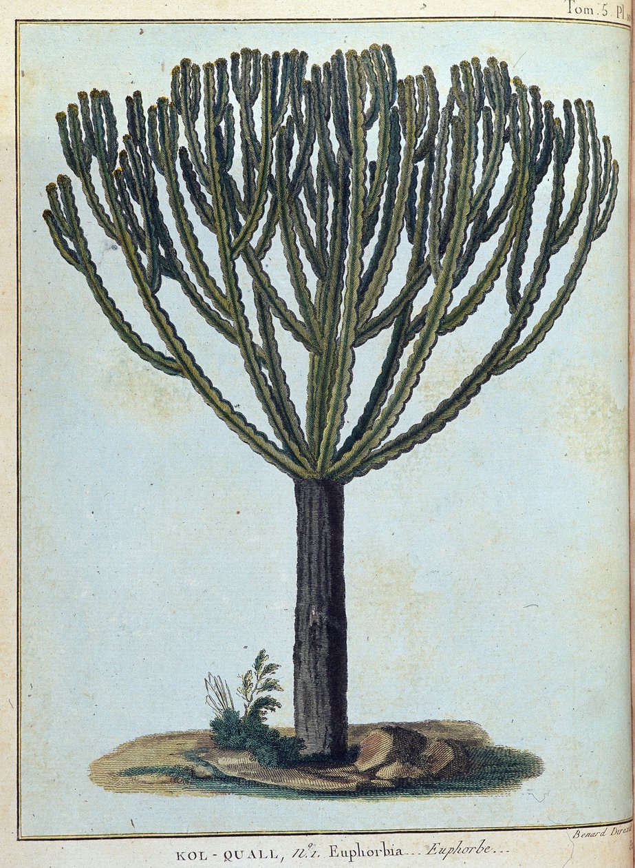 Kol-quall (Kol quall), Euphorbia (Kaktus) - in „Journey to Nubia and Abyssinia undertaken to discover the sources of the Nile during the years 1768 to 1772“, von James Bruce, vol. 1, Paris von James Bruce