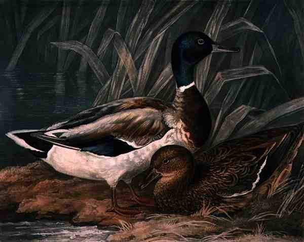 Wildenten, Tafel 5 von British Feather Game, graviert von Charles Turner, veröffentlicht von R. Ackermann von James (after) Barenger