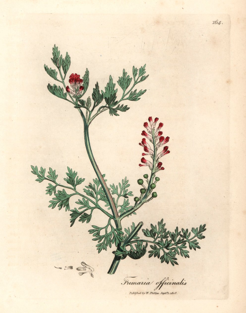 Karminrote Blüten-Fumitory, Fumaria officinalis, aus einer botanischen Illustration von James Sowerby aus William Woodville und Sir William Jackson Hooker