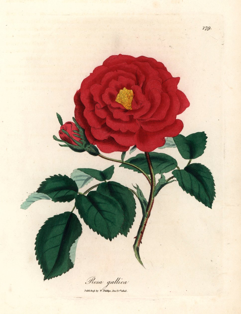 Purpurrote Apothekerrose, Rosa gallica, aus einer botanischen Illustration von James Sowerby aus William Woodville und Sir William Jackson Hooker