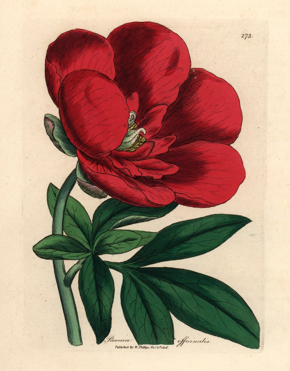 Rote Pfingstrose, aus einer botanischen Illustration von James Sowerby aus William Woodville und Sir William Jackson Hooker