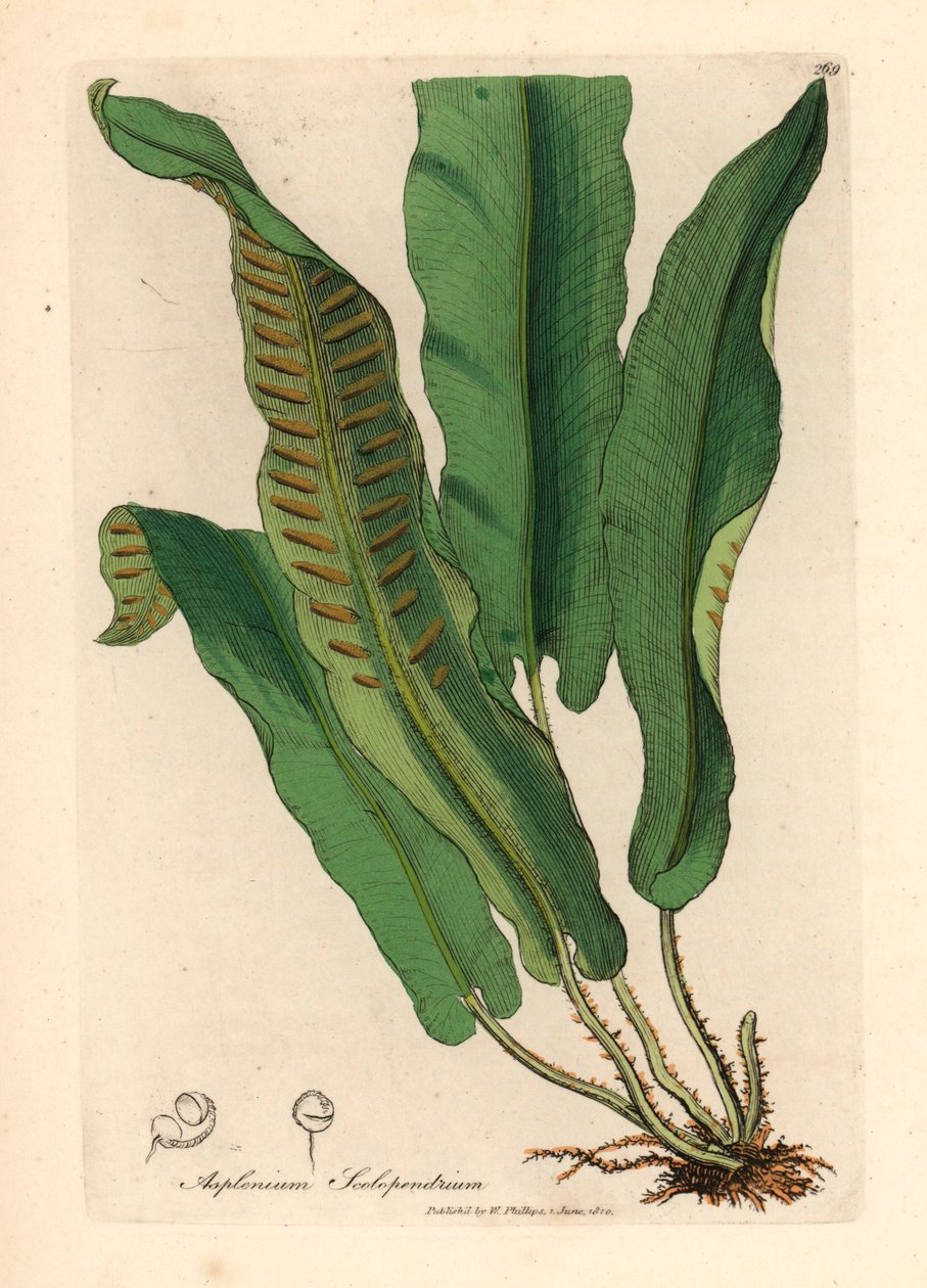 Hirschzungenfarn, Asplenium scolopendrium, aus einer botanischen Illustration von James Sowerby aus William Woodville und Sir William Jackson Hooker