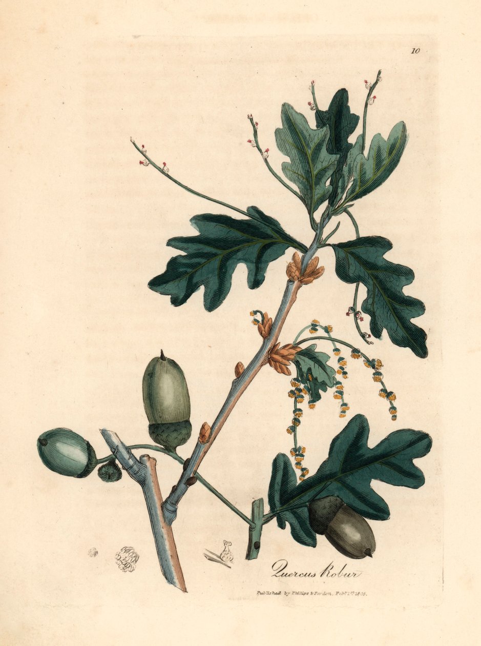 Blätter und Eicheln der Stieleiche, Quercus robur, aus einer botanischen Illustration von James Sowerby aus William Woodville und Sir William Jackson Hooker