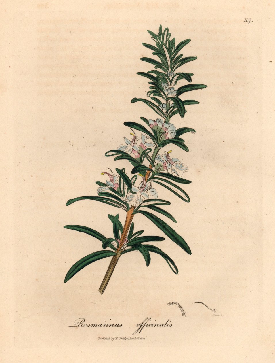 Hellblauer blühender Rosmarin, Rosmarinus officinalis, aus einer botanischen Illustration von James Sowerby aus William Woodville und Sir William Jackson Hooker
