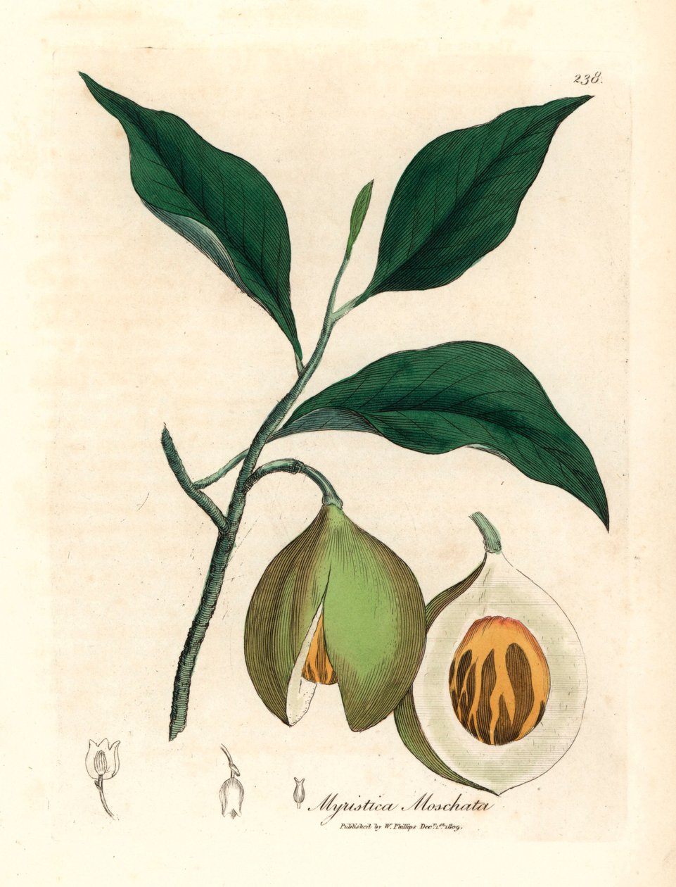 Muskatnuss- und Macisbaum, Myristica moschata, Myristica fragrans, aus einer botanischen Illustration von James Sowerby aus William Woodville und Sir William Jackson Hooker