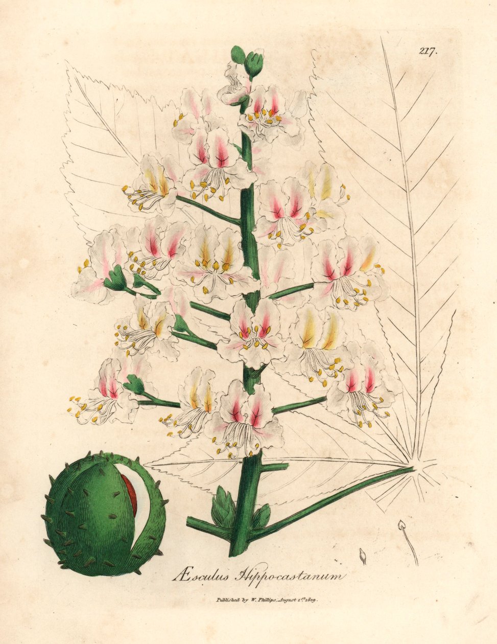 Rosa Blüte und Frucht der Rosskastanie, Aesculus hippocastanum, aus einer botanischen Illustration von James Sowerby aus William Woodville und Sir William Jackson Hooker