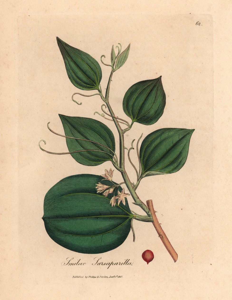 Rosa blühende und Beere der Sarsaparilla, Smilax sarsaparilla, aus einer botanischen Illustration von James Sowerby aus William Woodville und Sir William Jackson Hooker