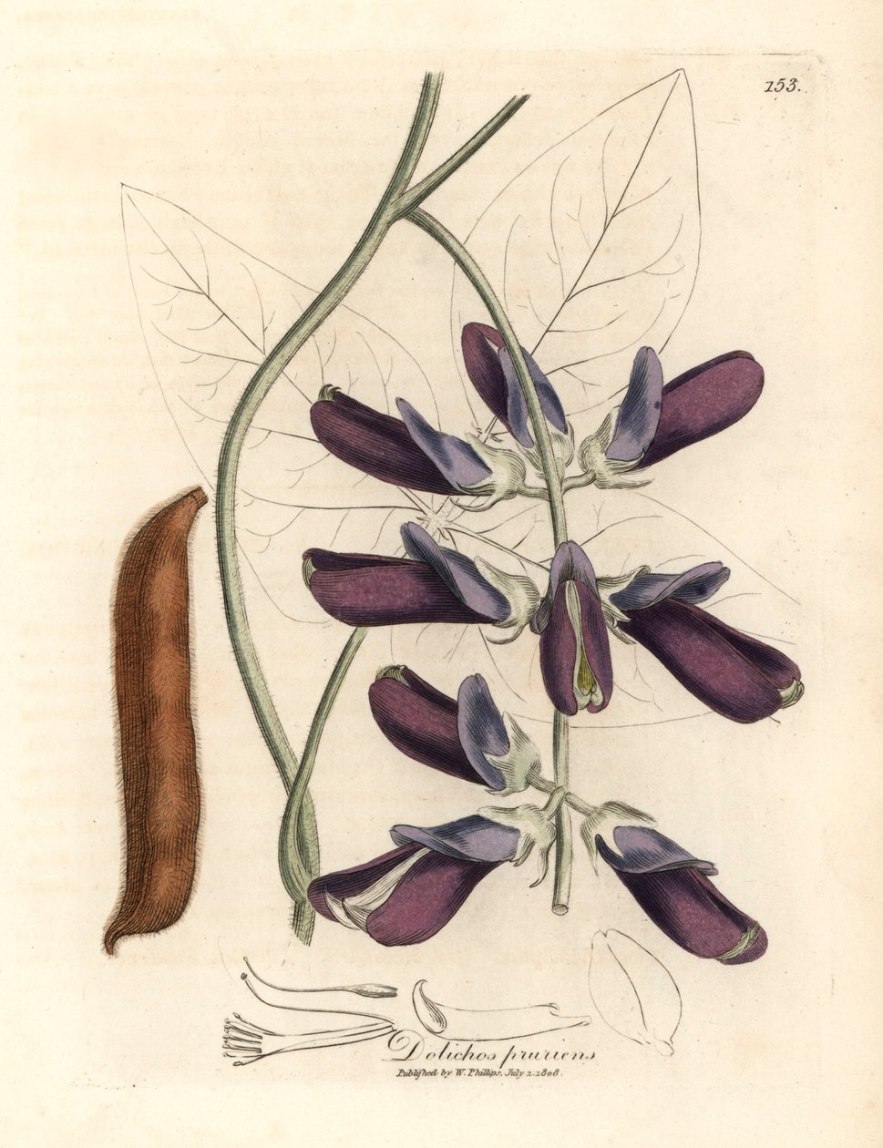 Lila Blüten-Kuhbohne, Dolichos pruriens, aus einer botanischen Illustration von James Sowerby aus William Woodville und Sir William Jackson Hooker