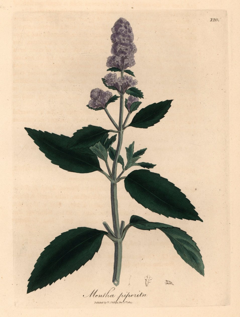 Lila blühende Pfefferminze, Mentha piperita, aus einer botanischen Illustration von James Sowerby aus William Woodville und Sir William Jackson Hookers "Medical Botany" 1832 (handkolorierter Kupferstich) von James (after) Sowerby