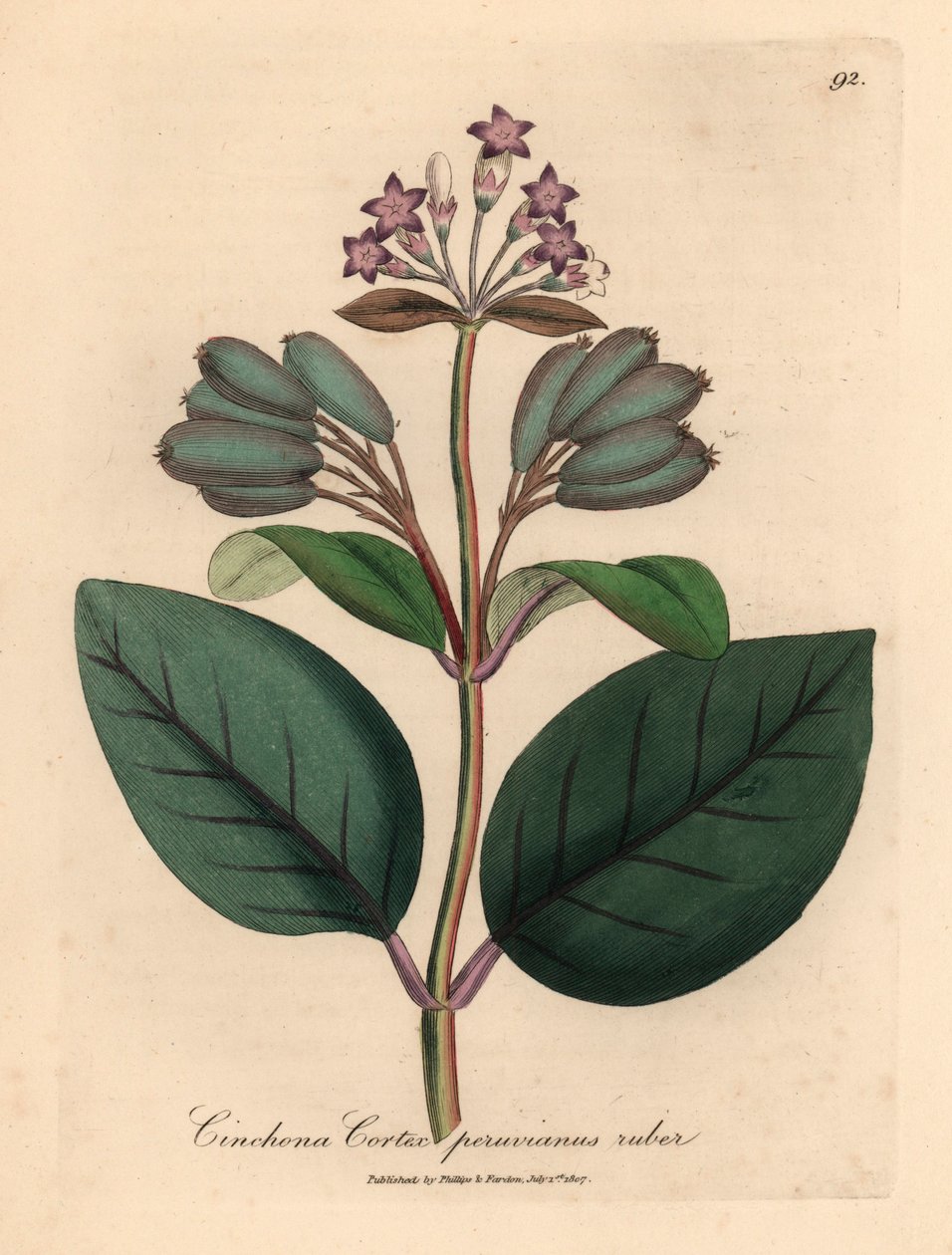Lila blühender roter peruanischer Rindenbaum, Cinchona cortex peruvianus ruber, aus einer botanischen Illustration von James Sowerby aus William Woodville und Sir William Jackson Hooker
