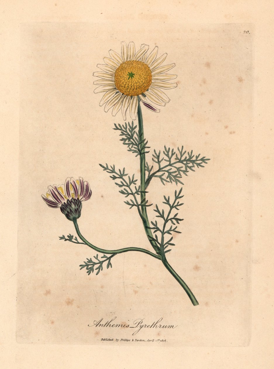 Weiß und gelbe spanische Kamille, Anthemis pyrethrum, aus einer botanischen Illustration von James Sowerby aus William Woodville und Sir William Jackson Hooker