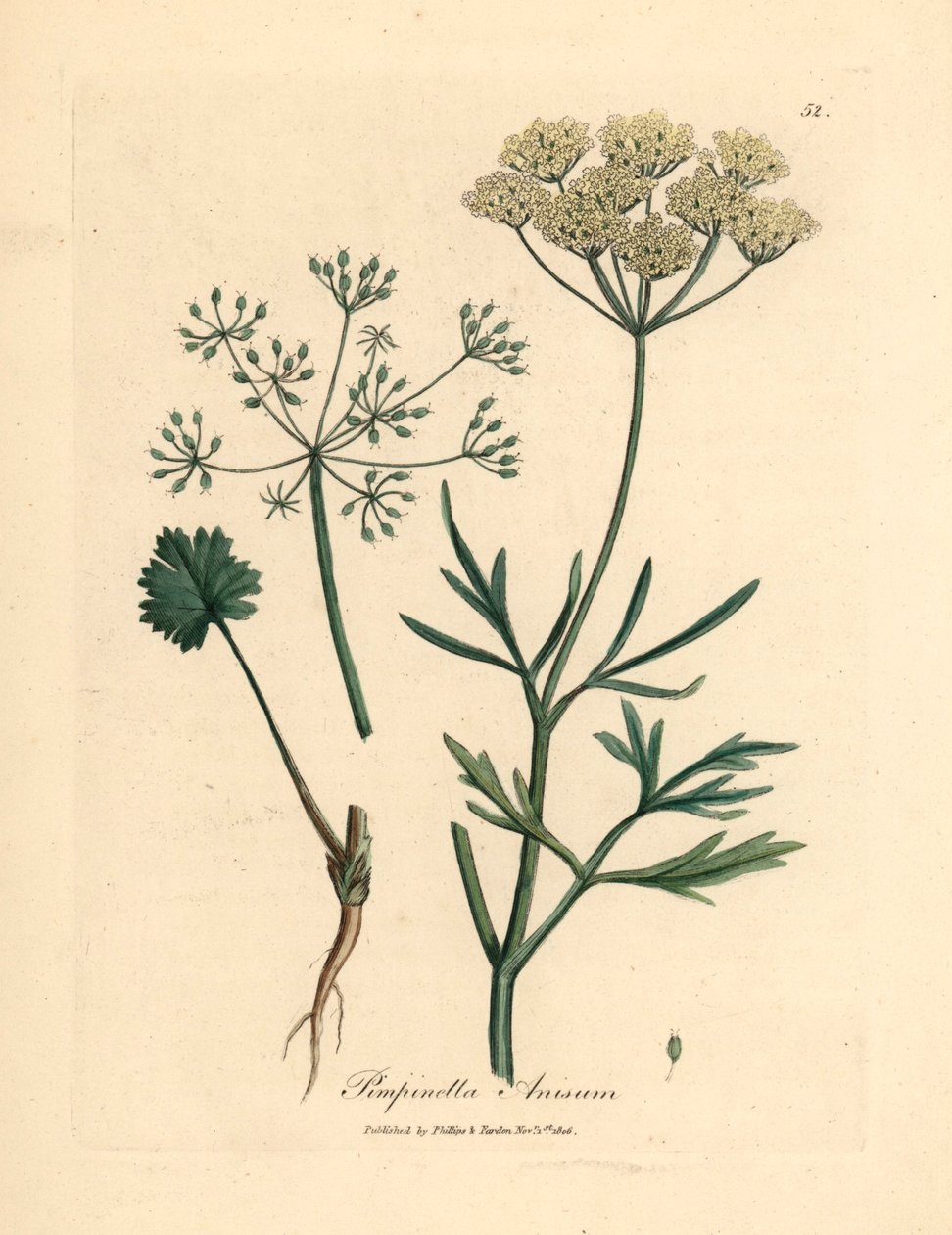 Weiß blühender Anis, Pimpinella anisum, aus einer botanischen Illustration von James Sowerby aus William Woodville und Sir William Jackson Hooker