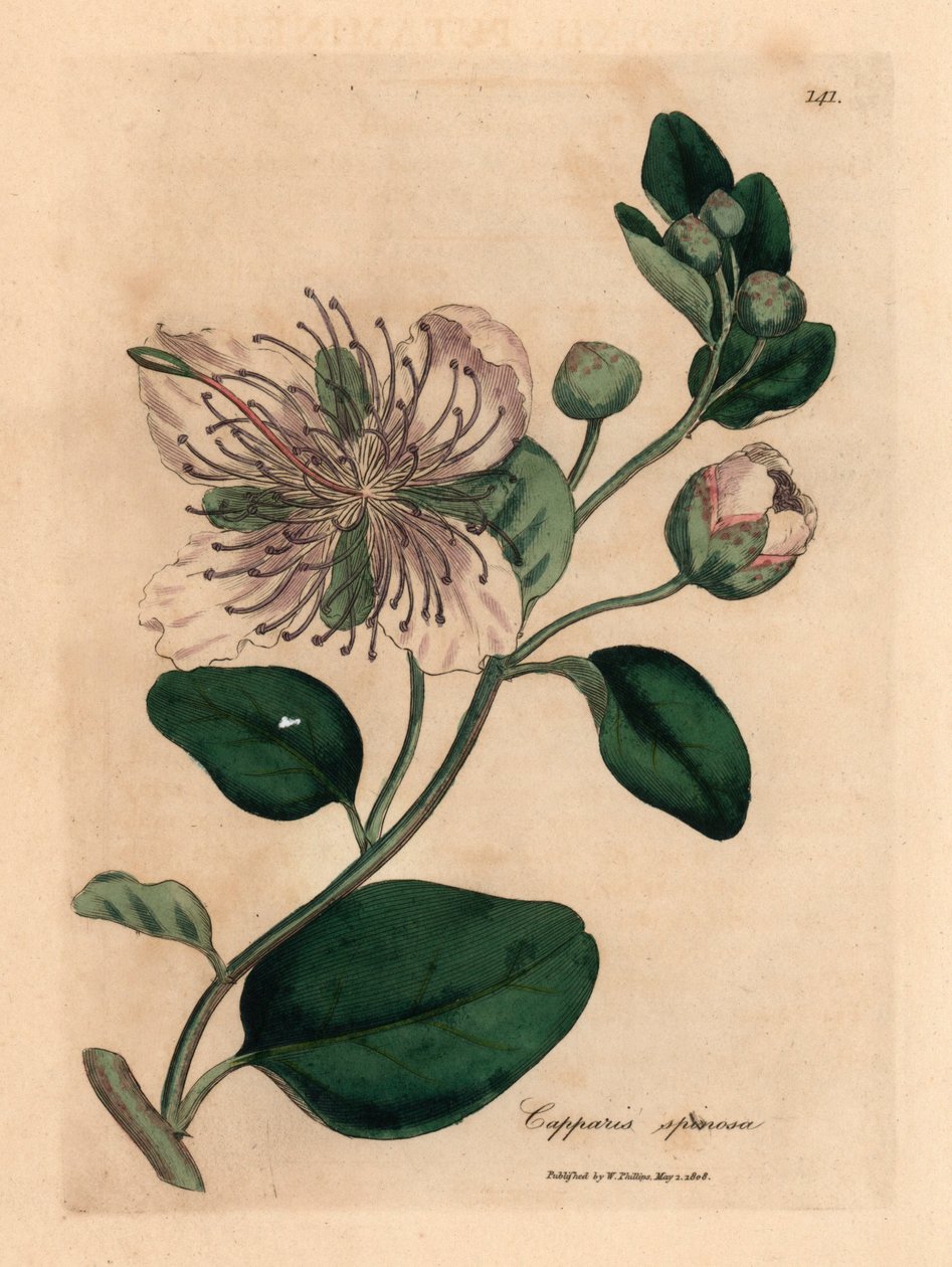 Weiß blühender Kapernstrauch, Capparis spinosa, aus einer botanischen Illustration von James Sowerby aus William Woodville und Sir William Jackson Hooker