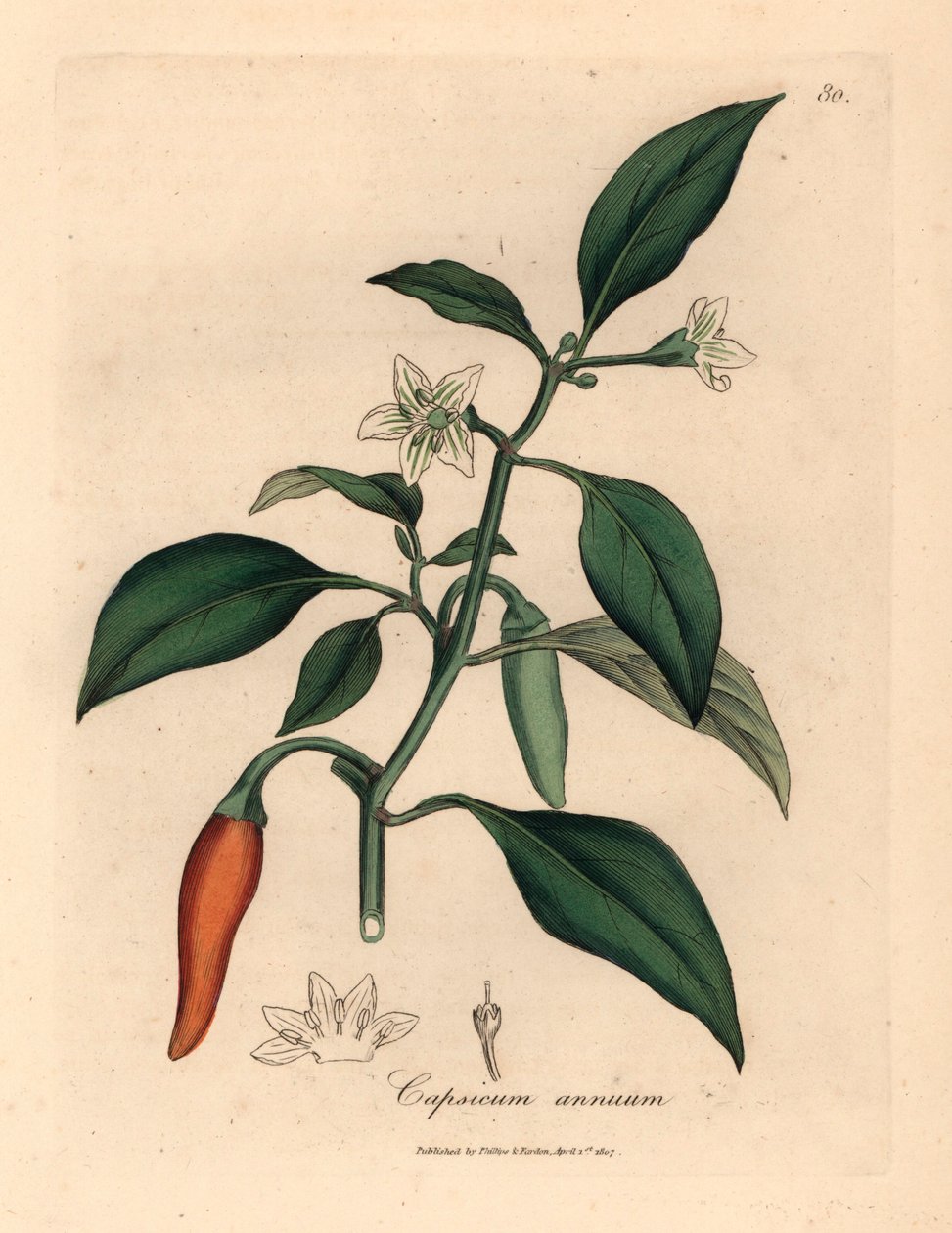 Weiß blühender, scharlachroter Guinea-Pfeffer, Capsicum annuum, aus einer botanischen Illustration von James Sowerby aus William Woodville und Sir William Jackson Hooker