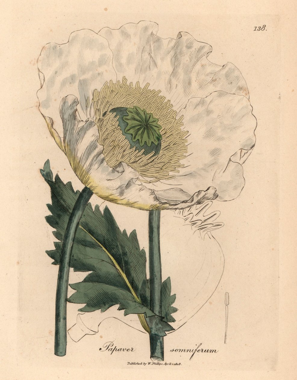 Weißer Mohn, Papaver somniferum, aus einer botanischen Illustration von James Sowerby aus William Woodville und Sir William Jackson Hooker