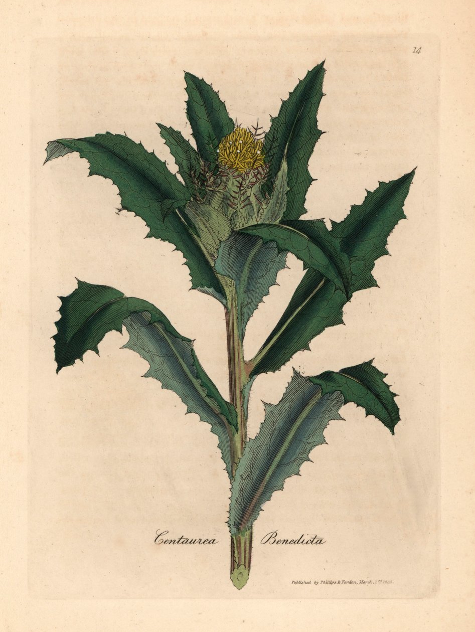 Gelb blühende Benediktenkraut, Centaurea benedicta, aus einer botanischen Illustration von James Sowerby aus William Woodville und Sir William Jackson Hookers "Medical Botany" 1832 (handkolorierter Kupferstich) von James (after) Sowerby