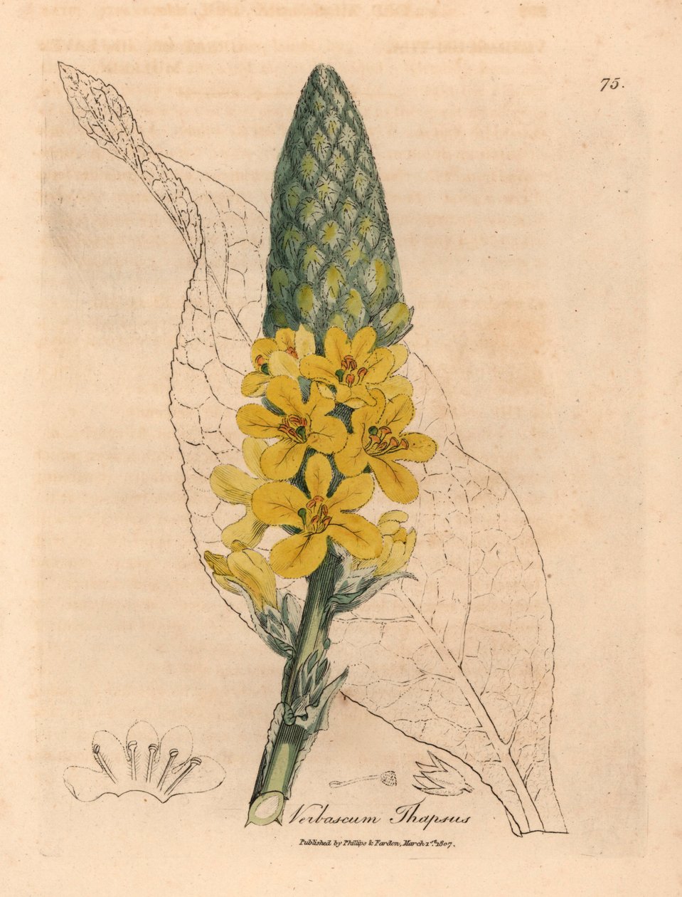 Gelb blühender Großblättriger Königskerze, Verbascum thapsus, aus einer botanischen Illustration von James Sowerby aus William Woodville und Sir William Jackson Hooker