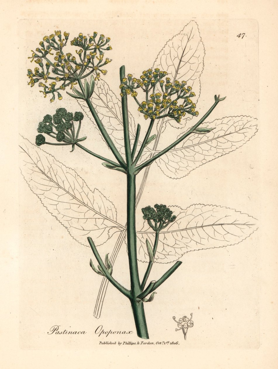 Gelb blühender Opopanax oder Raue Pastinake, Pastinaca opopanax, aus einer botanischen Illustration von James Sowerby aus William Woodville und Sir William Jackson Hookers "Medical Botany" 1832 (handkolorierter Kupferstich) von James (after) Sowerby