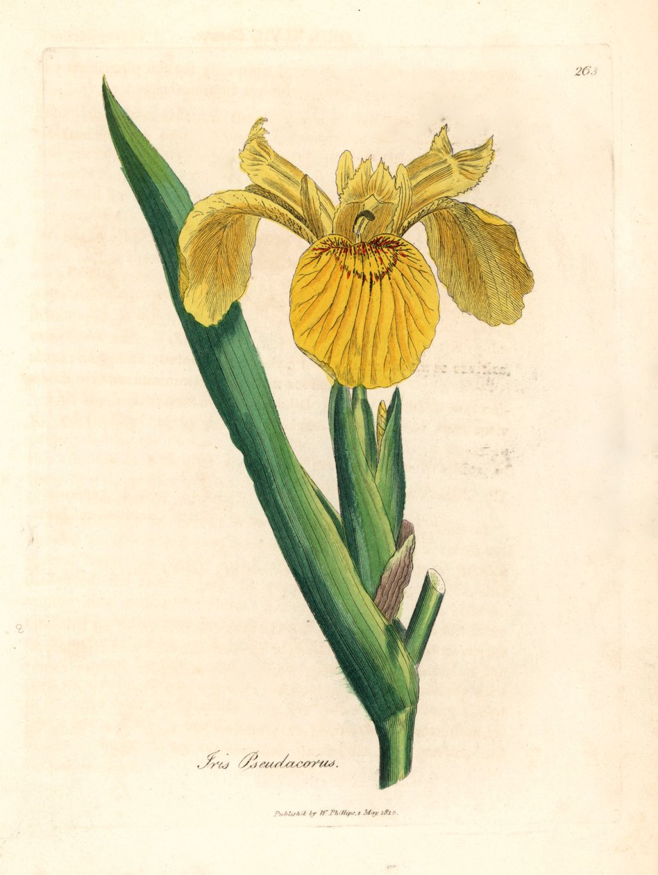 Gelbe Schwertlilie, Iris pseudocorus, aus einer botanischen Illustration von James Sowerby aus William Woodville und Sir William Jackson Hooker