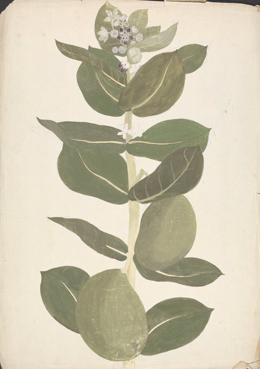 Calotropis procera (Ait.) Ait. f. (Apfel von Sodom, Aurikularbaum): fertige Zeichnung der blühenden und fruchtenden Pflanze von James Bruce