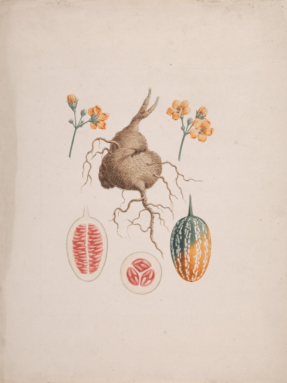 Coccinia abyssinica (Lam.): fertige Zeichnung, die Knolle und Detail der Frucht von James Bruce