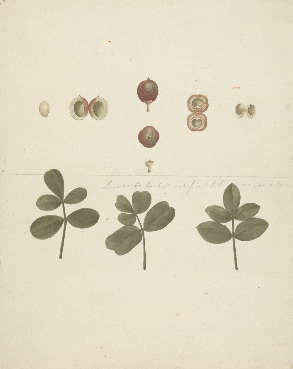 Commiphora gileadensis (L.) C. Chr. (Balsam von Gilead, Opobalsam): fertige Zeichnung von Früchten, zerlegten Früchten und Blättern von James Bruce
