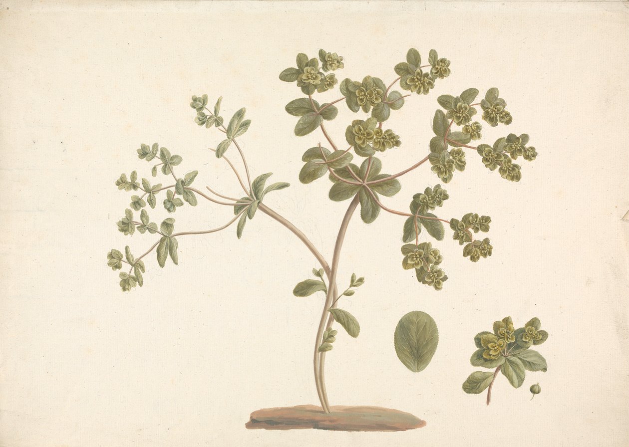 Euphorbia helioscopia L. (Sonnenspurge): fertige Zeichnung der blühenden Pflanze mit Details von Blüten, Blättern und Früchten von James Bruce