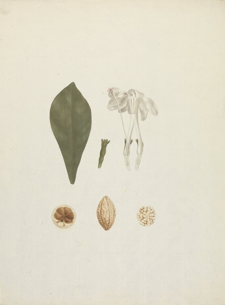 Gardenia ternifolia Schum. & Thonn. (Jovis-Tonantis): fertige Zeichnung mit zusätzlichen Details der Frucht von James Bruce