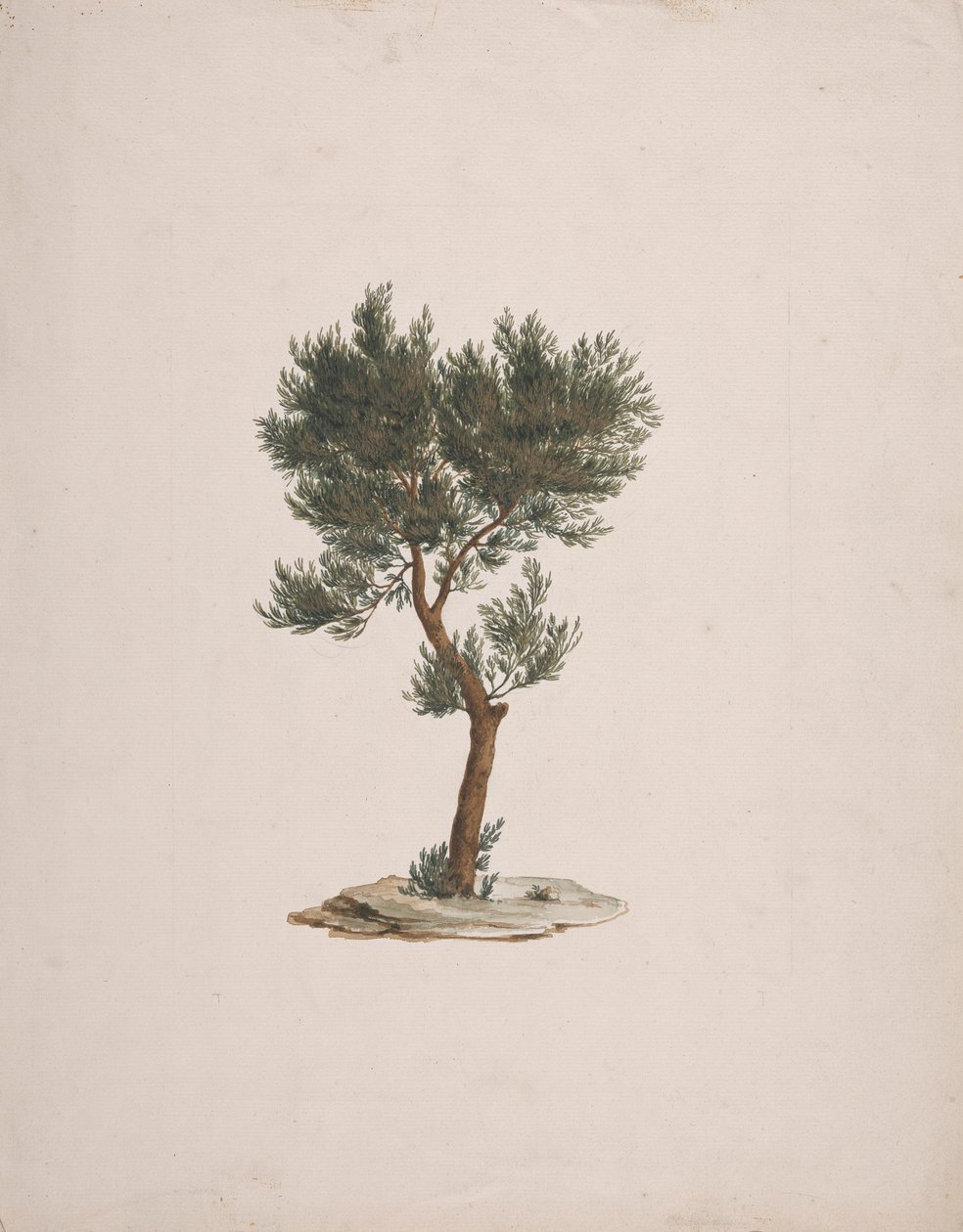 Juniperus procera Endl. (Afrikanische Bleistiftzeder): fertige Zeichnung der Baumgewohnheit von James Bruce