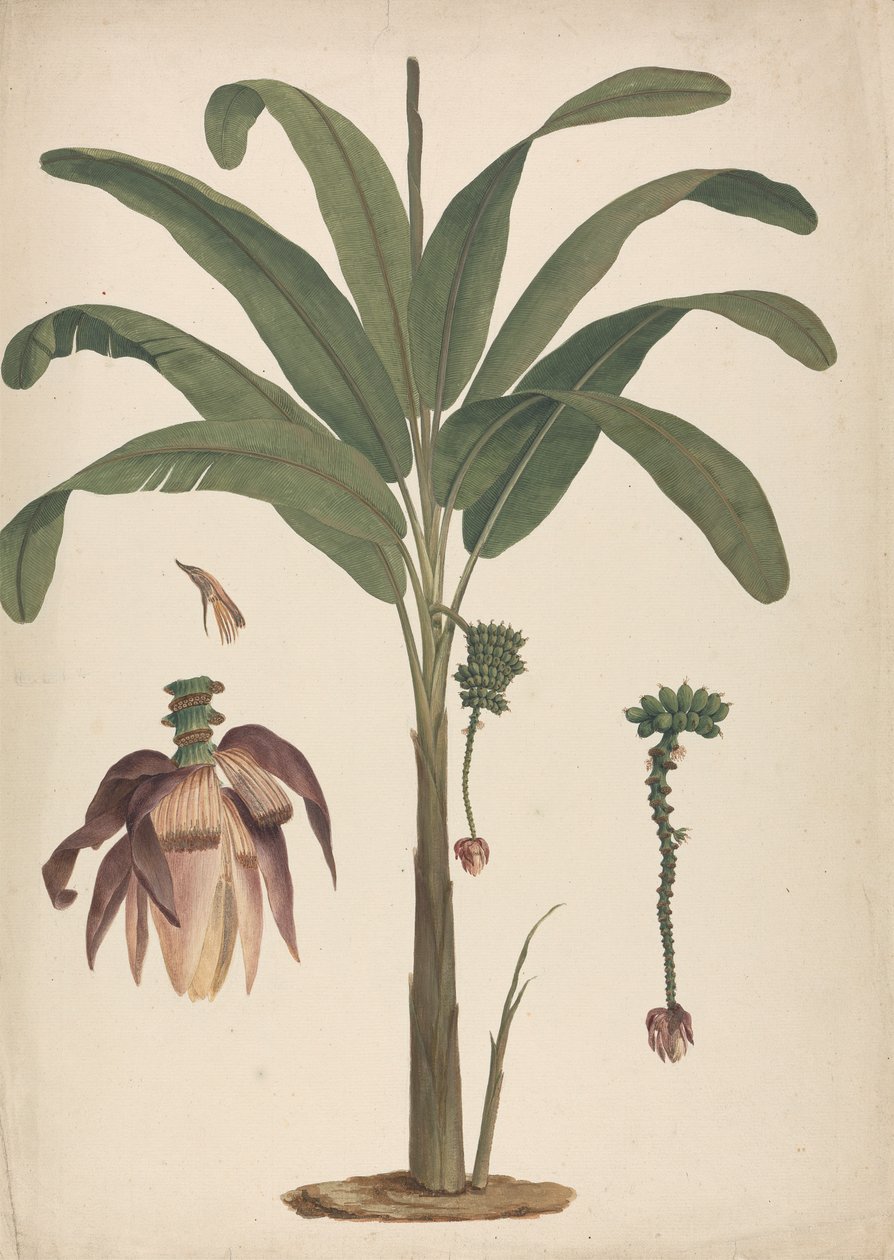 Musa x sapientum L. (Banane): fertige Zeichnung mit Details der Blütenstände von James Bruce