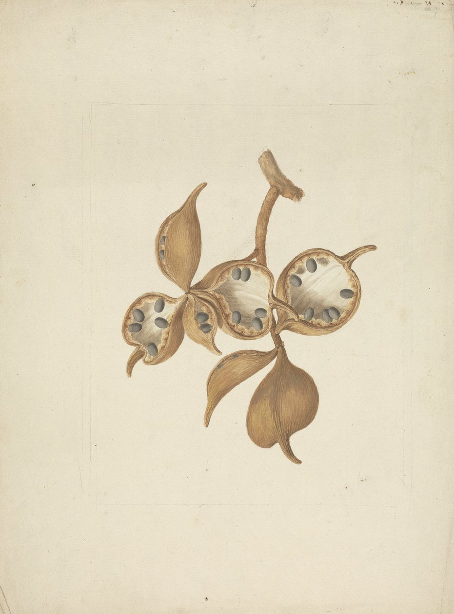 Sterculia africana (Lour.) Fiori: fertige Zeichnung des Stammes mit Samenkapseln, einige geöffnet und Samen zeigend von James Bruce