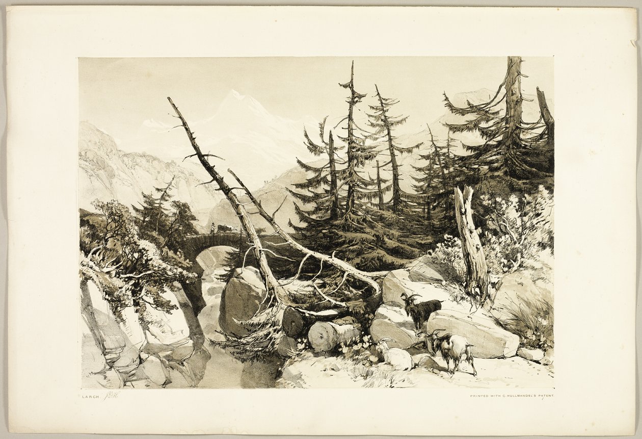 Lärche, aus Der Park und der Wald von James Duffield Harding