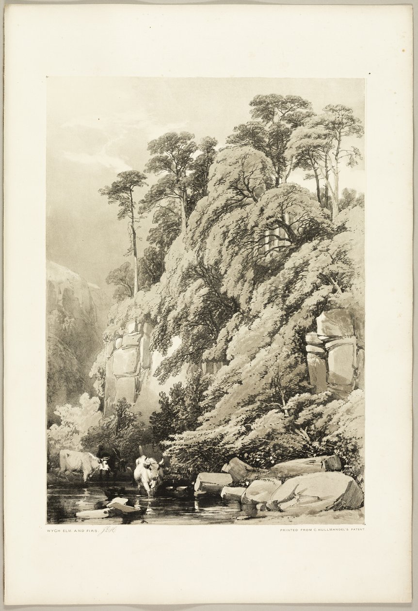 Ulme und Tannen, aus Der Park und der Wald von James Duffield Harding