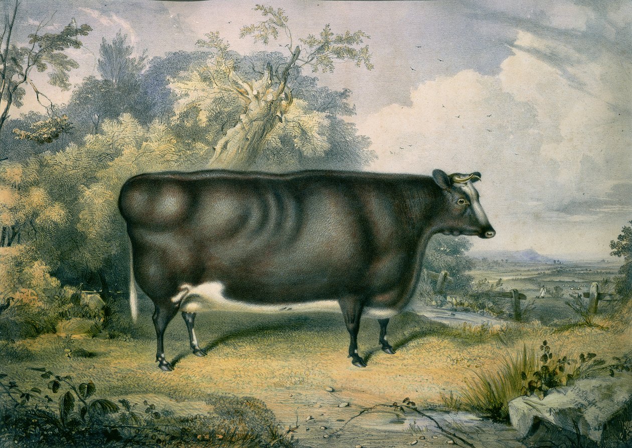 Die Cottesmore-Preisfärse, nach Henry Strafford, 1837 von James Giles