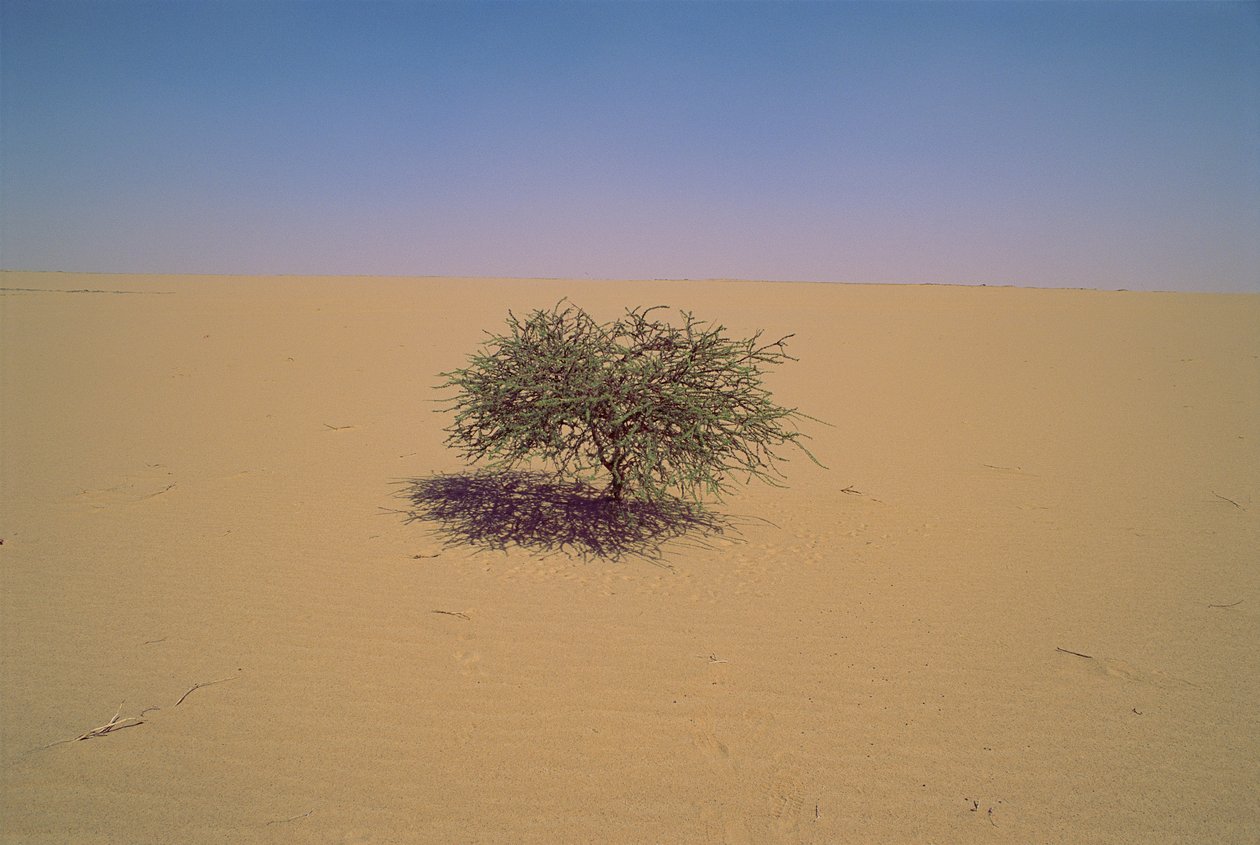 Isolierter Baum in einer Wüste in Niger, Afrika. Vielleicht "Arbre du Tenere" oder scheinbar gr... von James L Stanfield