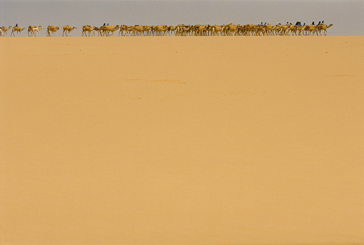 Salzkarawane auf dem Weg nach Agadez, Nigeria. AUF DEM WEG NACH AGADEZ, NIGERIA, NIGER. von James L Stanfield