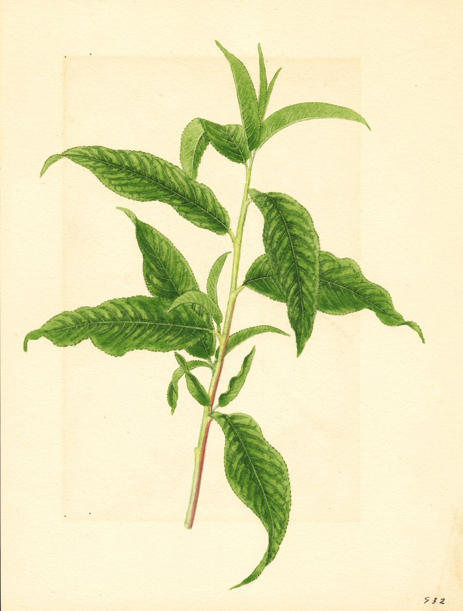 Zweig mit grünen Blättern vom Elberta-Pfirsichbaum (Prunus persica: Elberta) von James Marion Shull