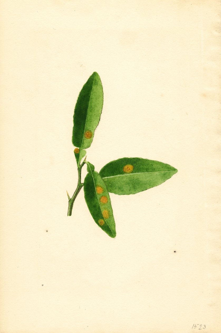 Krankes Orangenbaumblatt (Citrus aurantium) von James Marion Shull