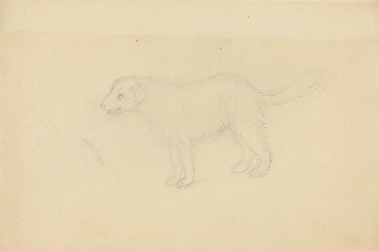 Ein Hund von James Sowerby