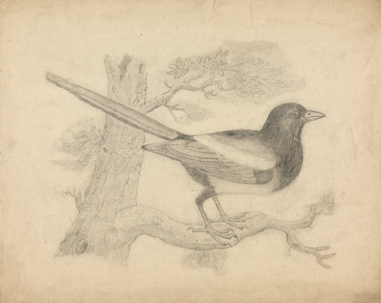 Eine Elster in einem Baum von James Sowerby