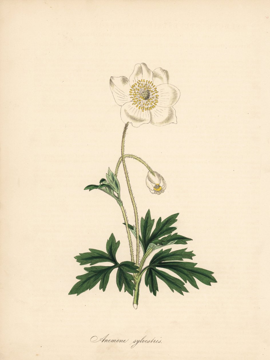Anemone der Bohrer - Schneeglöckchen-Anemone, Anemone sylvestris. Aus einer Illustration von James Sowerby in William Curtis
