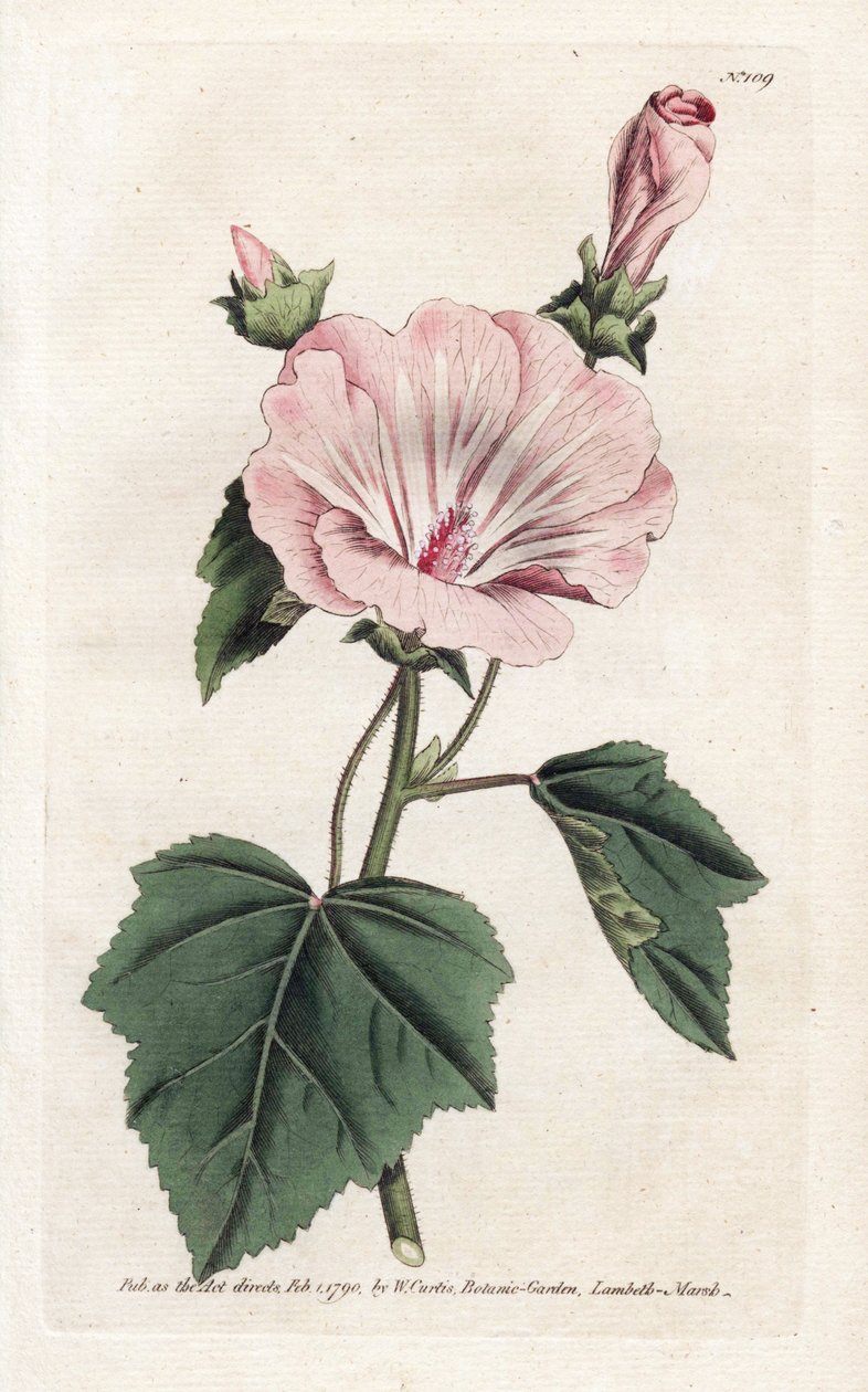 Jährliche Purpur- oder Quartalslavater - Lithographie von James Sowerby (1757-1822), aus William Curtis