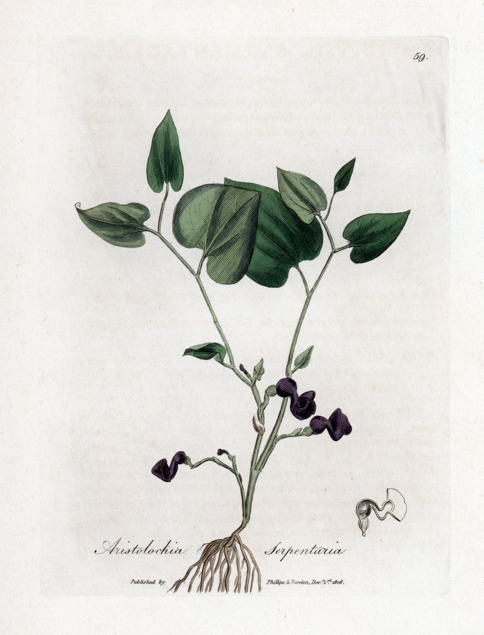 Aristoloche Variete - Schlangenwurzel-Birthwort, Aristolochia serpentaria. Handkolorierte Kupferstichgravur von James Sowerby aus William Woodville und Sir William Jackson Hooker