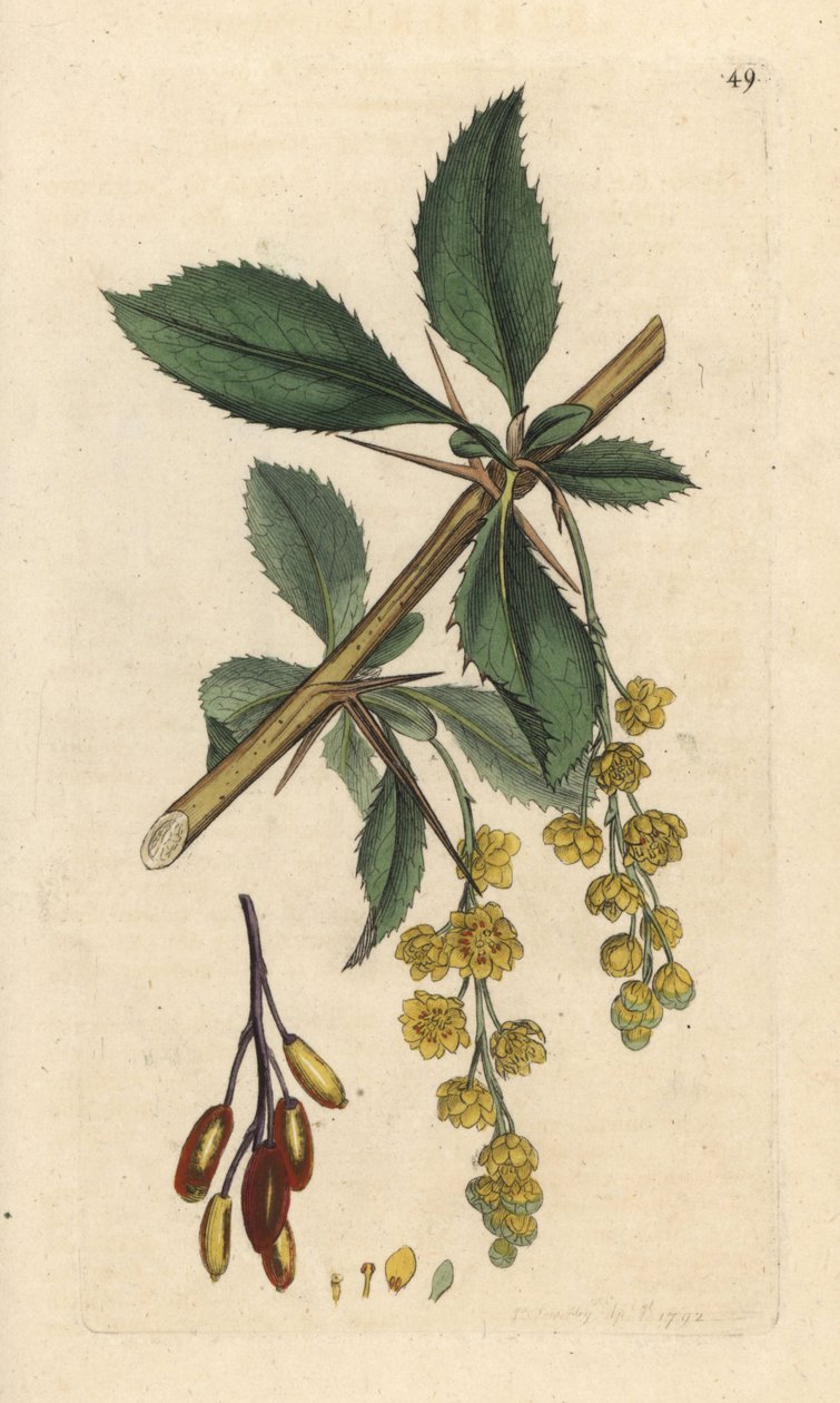 Berberitze, Berberis vulgaris. Handkolorierter Kupferstich nach einer Illustration von James Sowerby aus James Smiths English Botany, London von James Sowerby