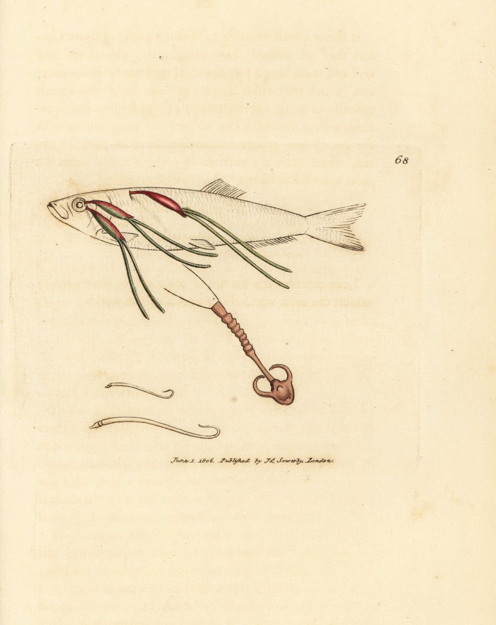 Blutsaugender Copepoden-Parasit auf einem Sprühauge, Lernaeenicus sprattae (Lernaea sprattae). Und ein weiterer seltsamer Wurm, der auf einer Austernschale gefunden wurde. Handkolorierter Kupferstich von James Sowerby aus The British Miscellany, oder Colou von James Sowerby