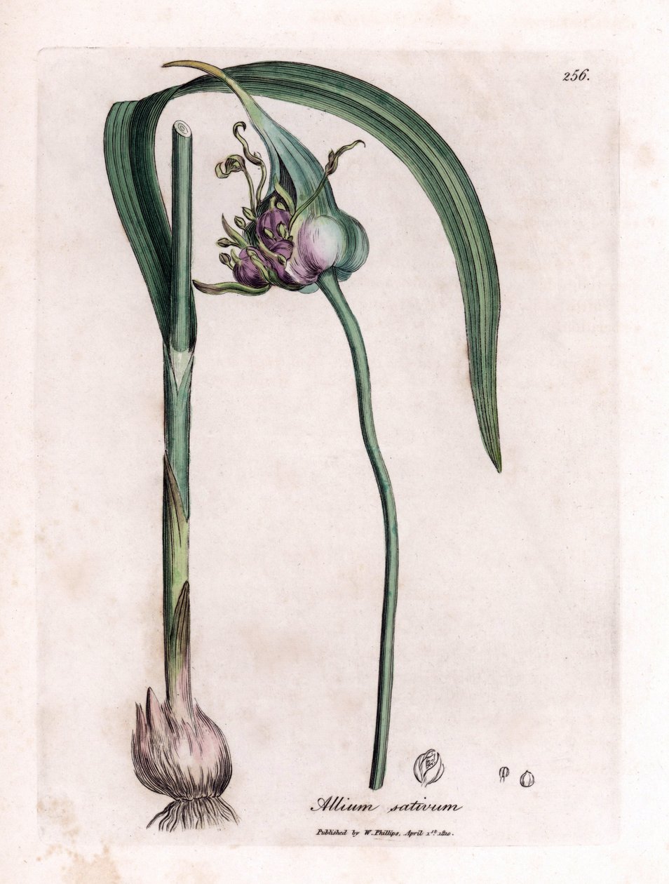 Botanische Tafel: Anbau von Knoblauch (Allium sativum) zeigt Zwiebel, Blätter und violette Blüten. Handkolorierter Kupferstich aus einer Illustration von James Sowerby. Auszug aus dem Buch von William Woodville und Sir William Jackson Hooker „Botanique med von James Sowerby